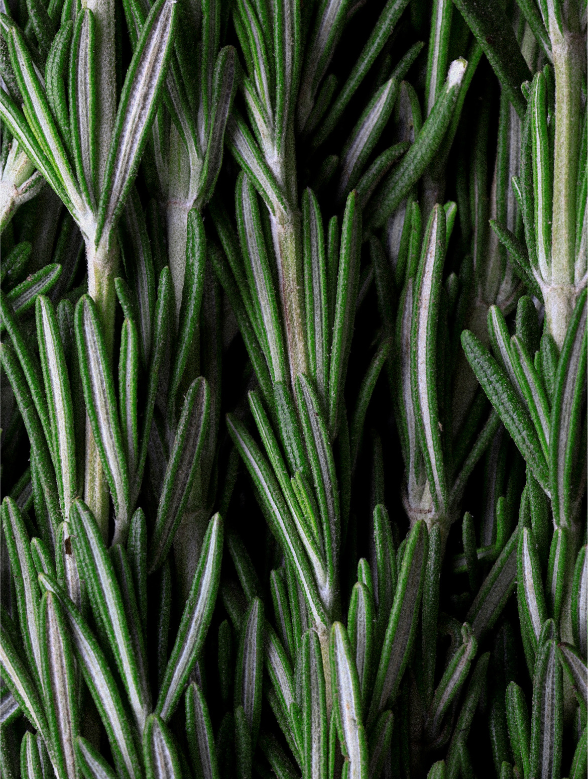 Rosemary Hair & Scalp Strengthening Oil